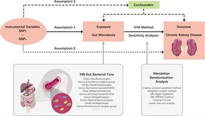 Causal effects of gut microbiota on the risk of chronic kidney disease: a Mendelian randomization study